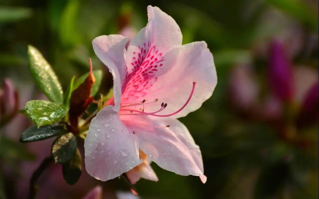 唯美杜鹃花摄影图片桌面壁纸