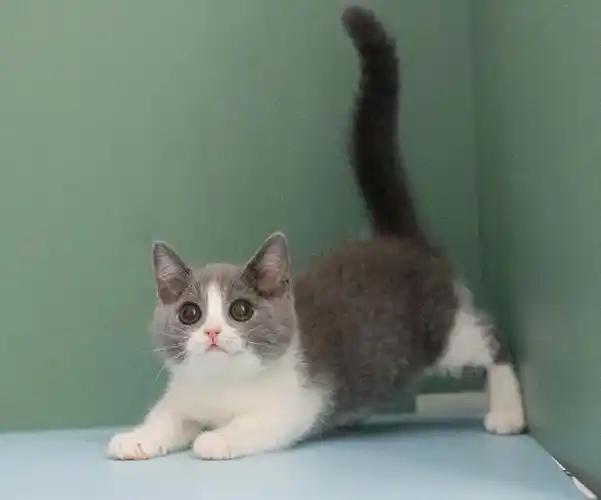 外地和香港可送哦#香港买猫  #广州买猫  #新手养猫  #蓝白曼基康矮
