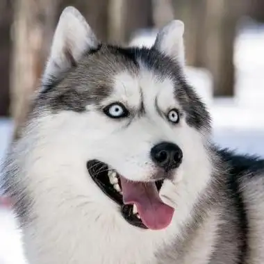 哈士奇可爱qq头像图片大全可爱 可爱头像图片大全 -【爱个性】