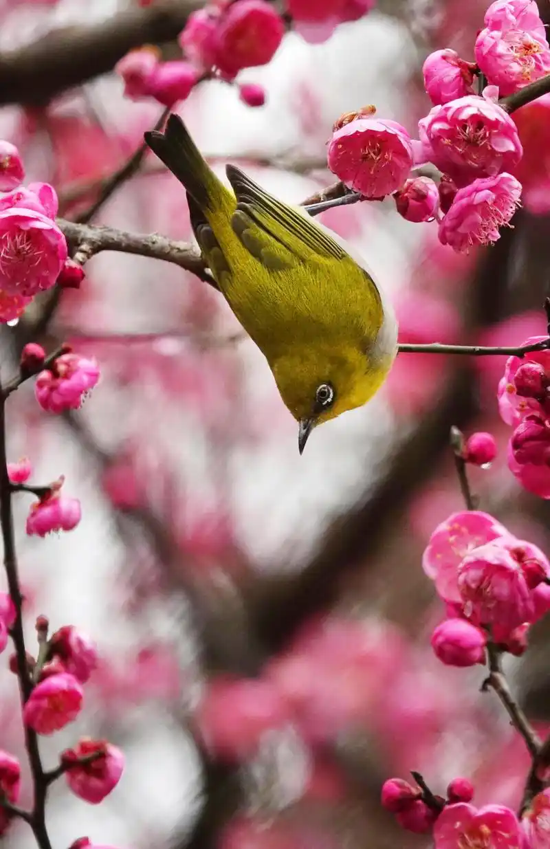梅花开 引鸟来(1)