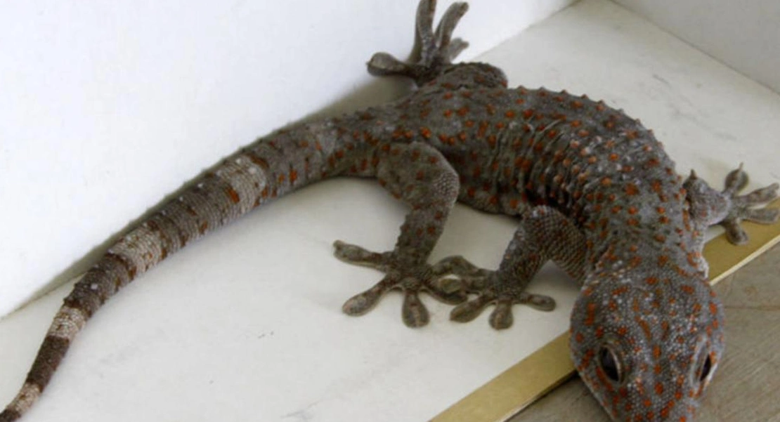 壁虎会咬人吗?咬人会怎样