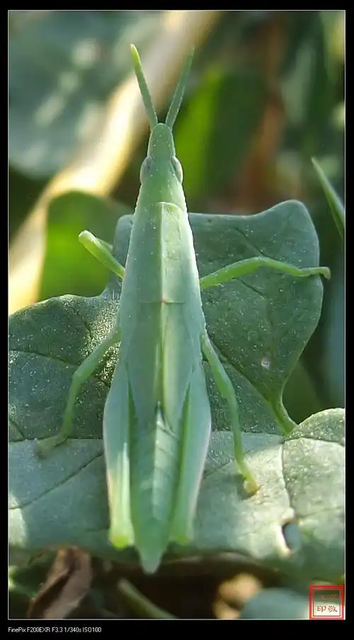 绿色蚂蚱(富士f200exr拍摄 苏敬远)