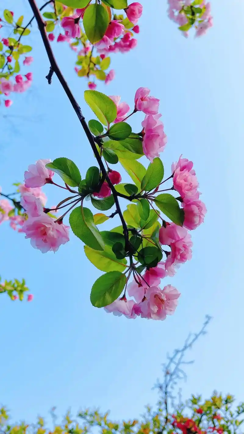 "遇一树花开,染一身花香" #海棠花 #海棠依旧 #春天的温 - 抖音