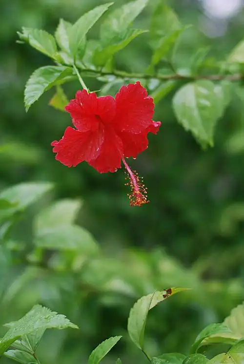 拍花要拍大红花