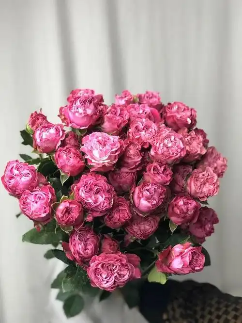 多头玫瑰品种合集 | 绚烂多彩,精致而可爱,格外亮眼~ - 简书