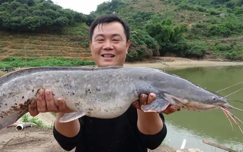 老林在养殖场鱼塘抓起半箩筐塘鲺鱼,全部送给村民和外来的农民工