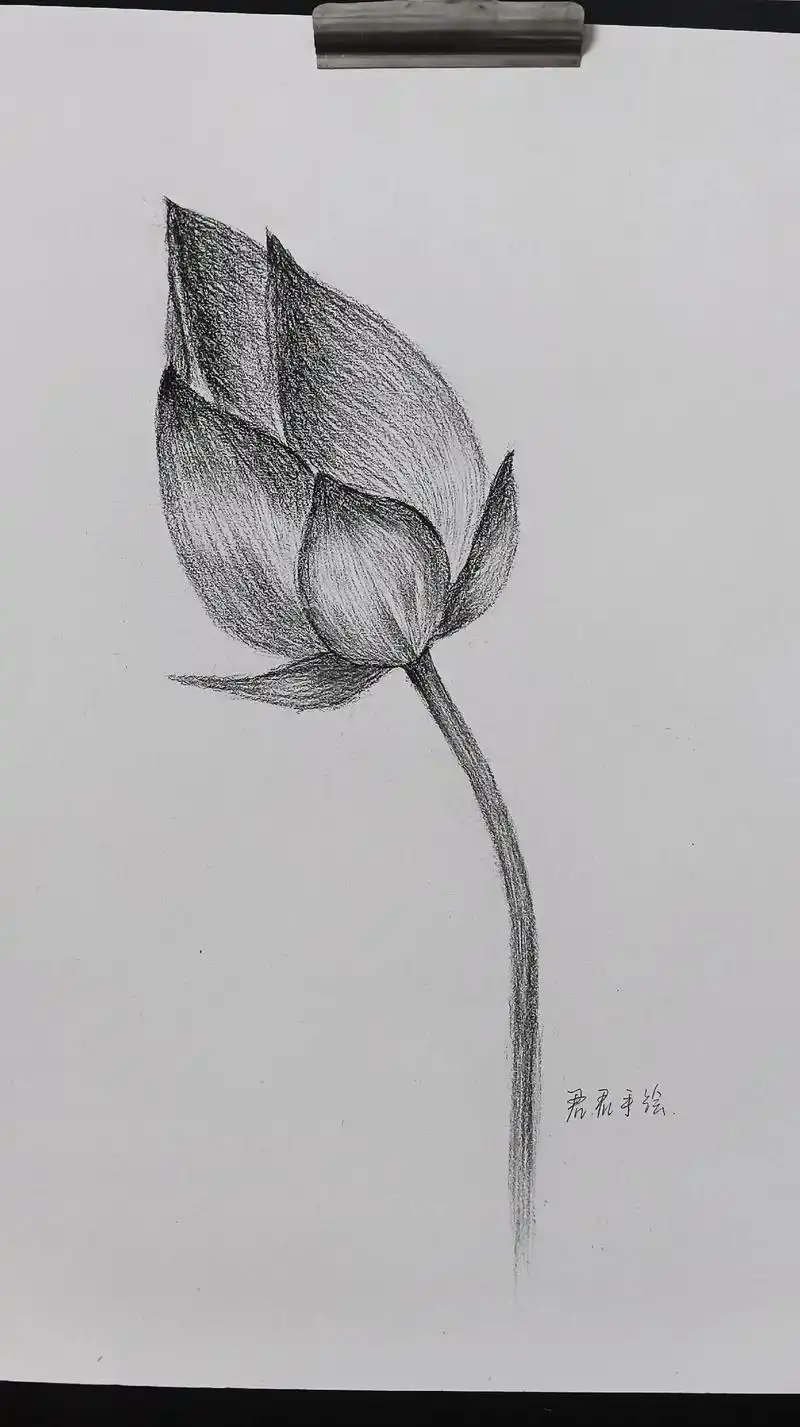 素描 #日常瞎画 含苞待放的荷花09 - 抖音