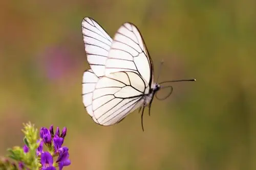 多伦雨后,蝴蝶飞舞