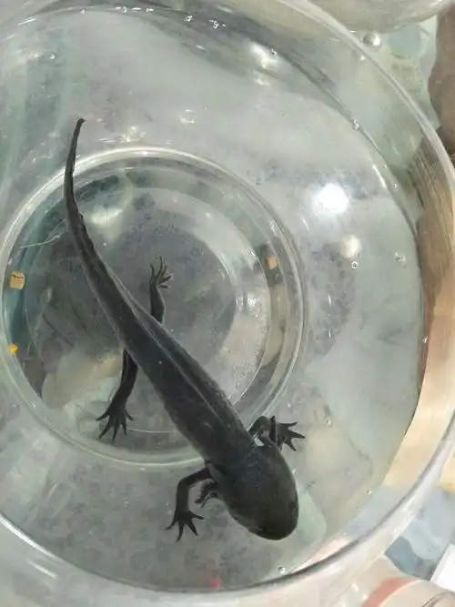 我的六角恐龙已经好多天没吃东西了,怎么办?