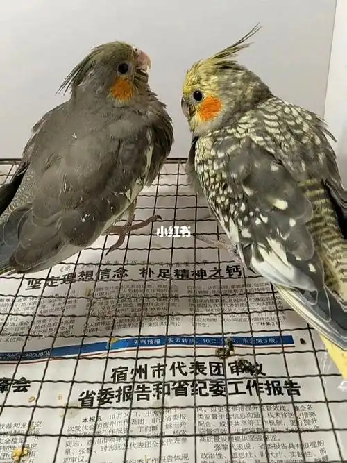 手养玄凤原始灰母珍珠公一对