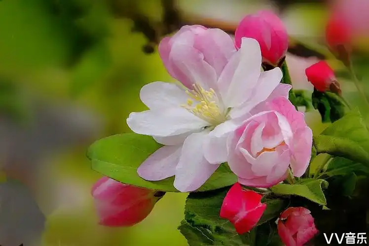 海棠花有几种品种图片大全(海棠花有几种品种图片大全集)