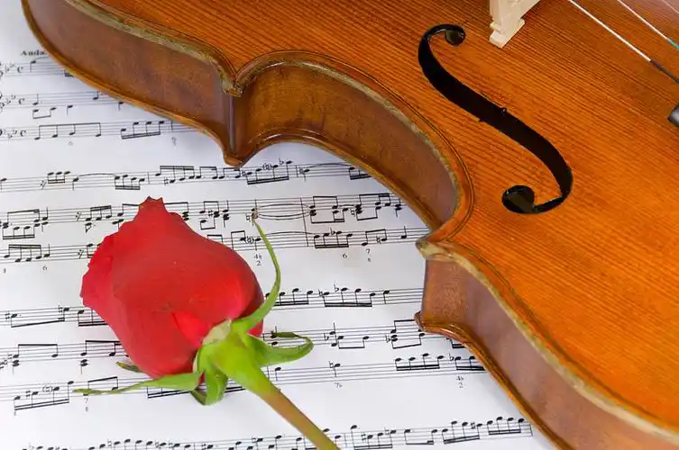 小提琴,玫瑰,乐谱,一个,红玫瑰,图像,漂亮,音乐,艺术_高清图片_全景