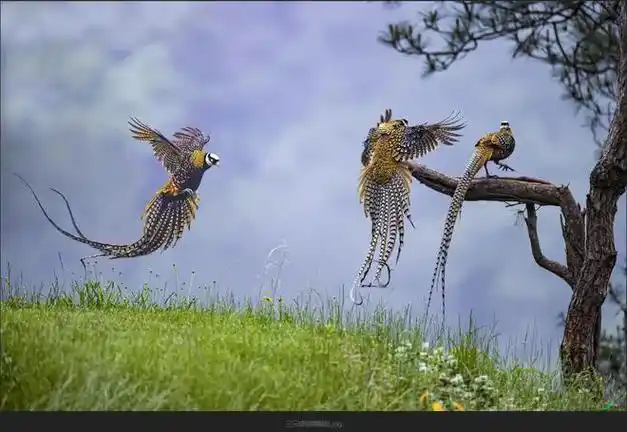 认真科普:"珍禽"长尾雉
