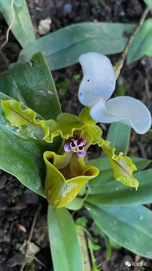 白旗兜兰(兰科 兜兰属)