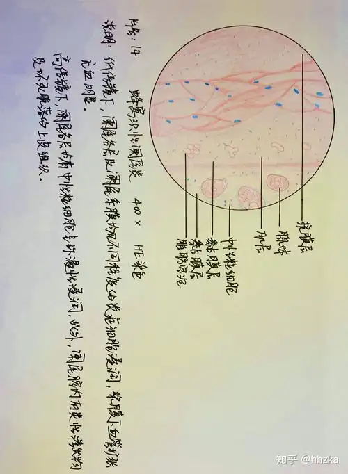 病理学切片红蓝铅手绘图 - 知乎