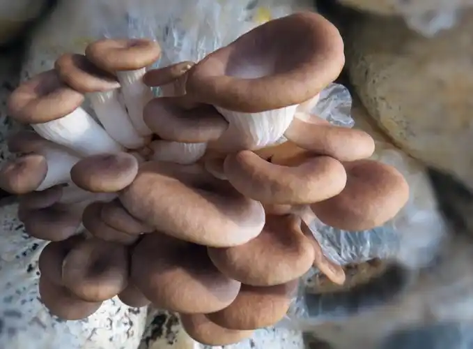 日本已确认,它具有超强抗癌性,每天吃点,远离癌症 - 华夏肿瘤康复网