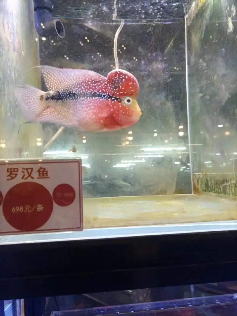 一条罗汉鱼竟然要六百多,价格真的好高不敢养9696 - 抖音