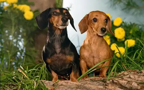 可爱美女,动物,可爱,小狗,动物,电脑壁纸,壁纸超级萌的小狗