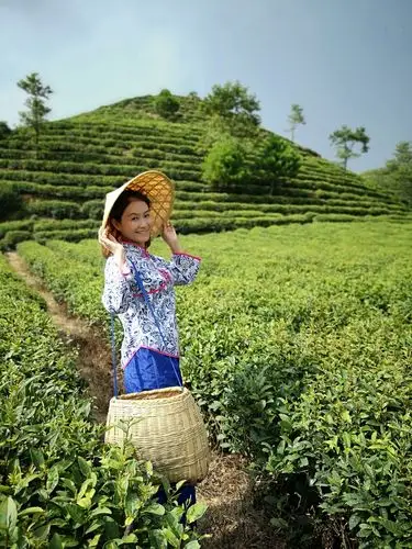 高峰农场的采茶姑娘们