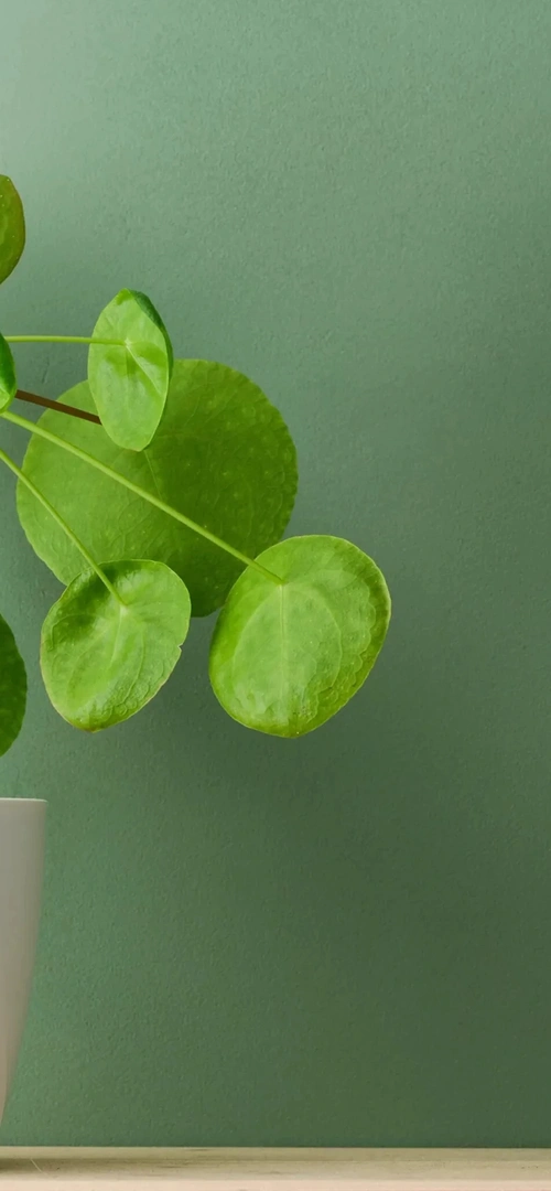 绿色 植物 绿植 背景_扁平简约_墨鱼部落格