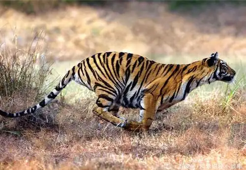 动物生存智慧:动物捕猎是为了生存,人类工作是为了生活