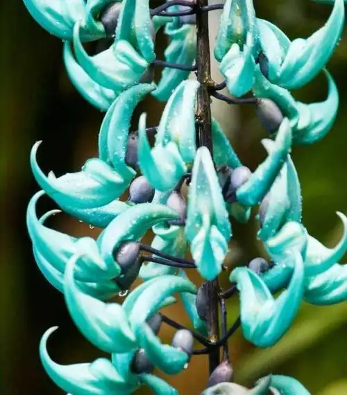 世界十大稀有花卉,惊艳神秘濒临灭绝,认识3种的都是牛人