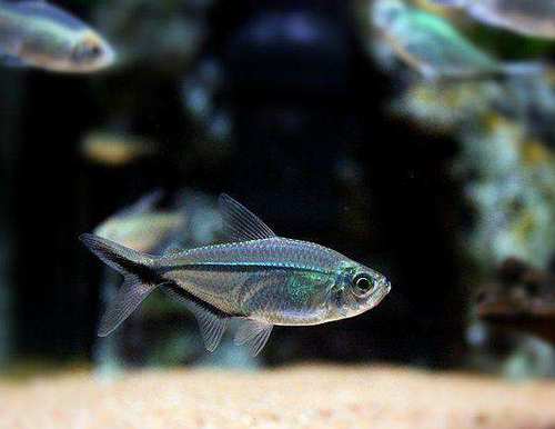 小型热带鱼图鉴多图