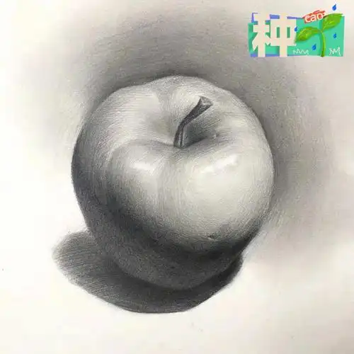 素描静物苹果步骤图