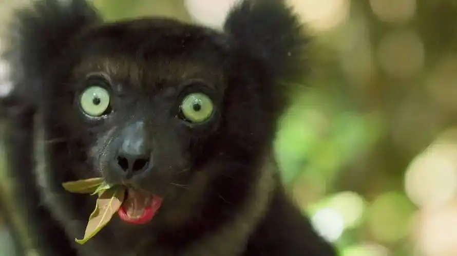 但现在,为了追求口感,大量的石首鱼品种如黄唇鱼,褐毛鲿已经走到了