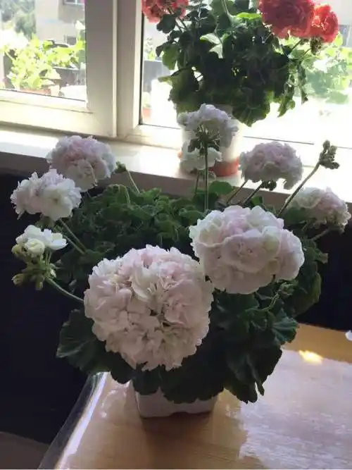 天竺葵晨曲美丽又好养的盆栽花卉阳台养一盆四季有花看