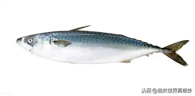 鲅鱼的图片