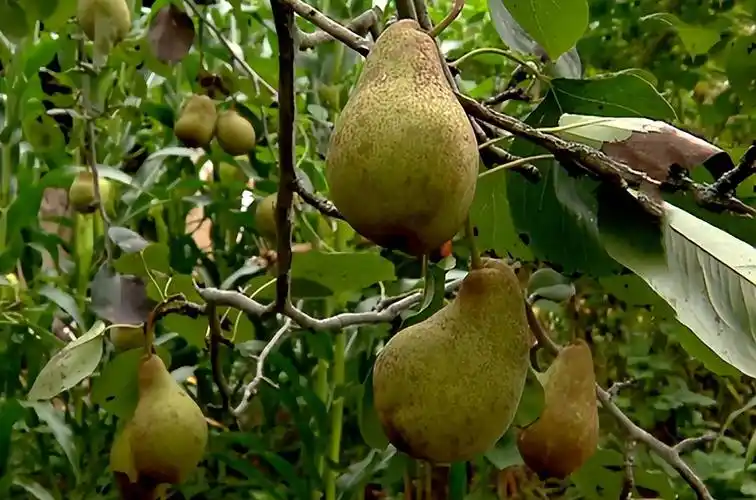 回顾男子7岁被拐,多次梦到家乡梨树,27年后凭梦中梨树找到家