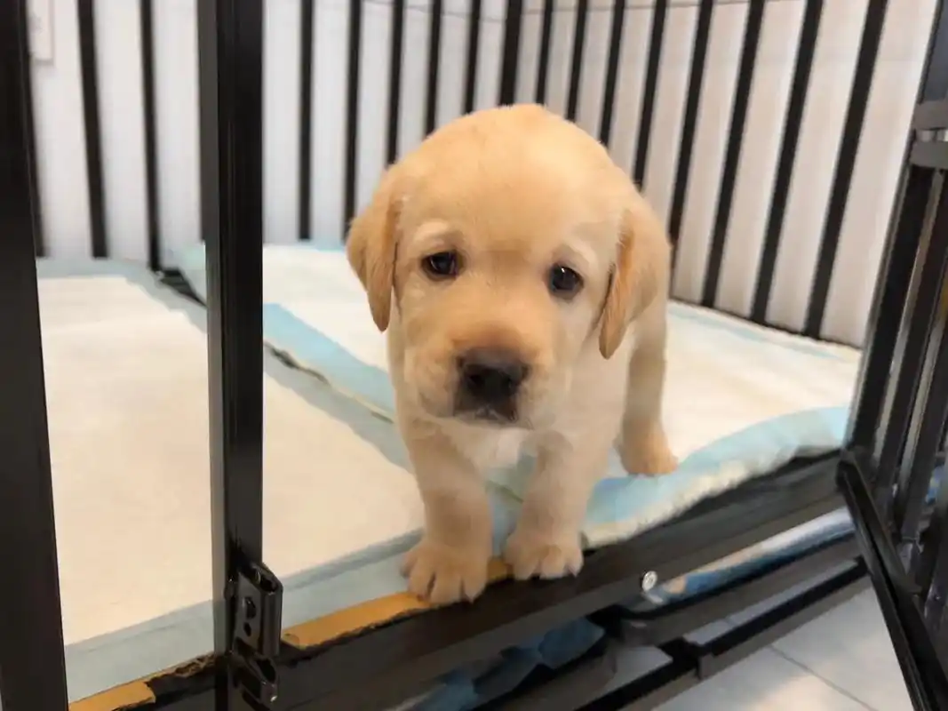 自己家养的拉布拉.拉布拉多幼犬领养! - 抖音