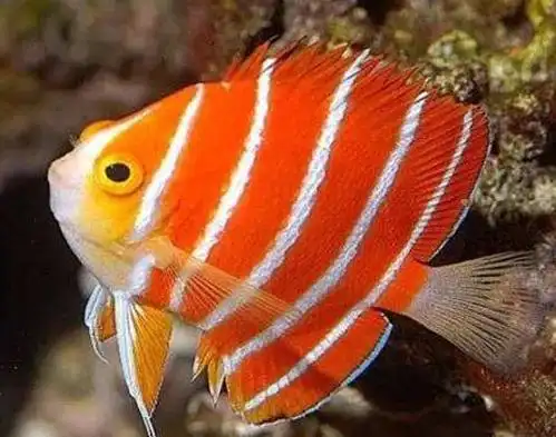 全球十大最贵的观赏鱼,血红鱼傲视群雄,白金龙鱼很罕见