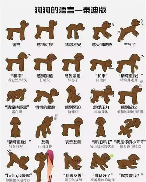 狗狗不会说话,了解它就要懂得它的身体语言