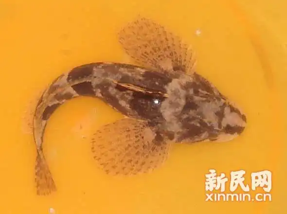 上海松江四腮鲈鱼"失而复得"重现上海 将逐步推向市场