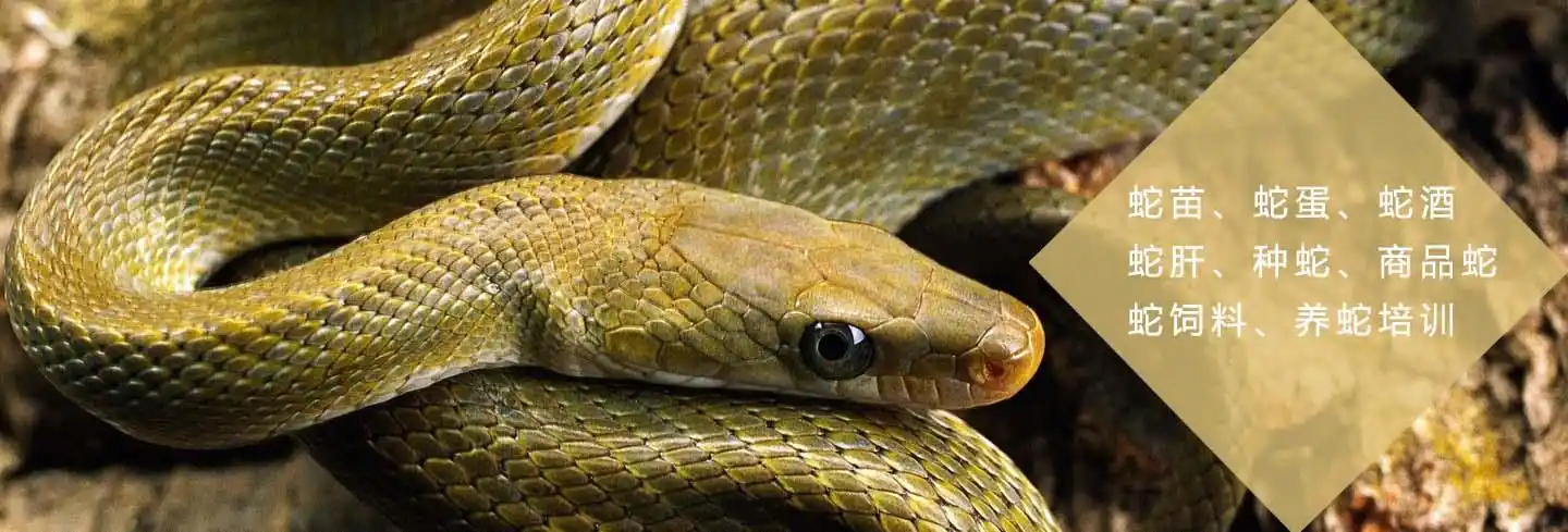 湖北养蛇与你分享养蛇的培育和技术