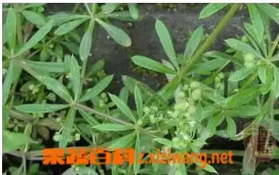 红丝线的功效与作用