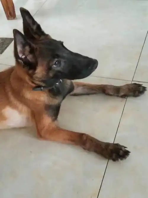 两个月小马犬公未绝育活泼可领养呦