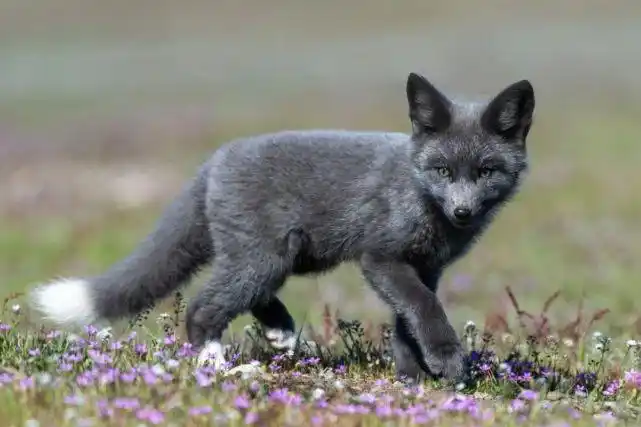 五颜六色的狐狸你见过吗