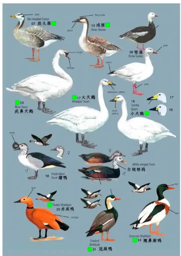 斑背浅鸭 49sberi sootet 40赤嘴潜鸣 poc - 抖音