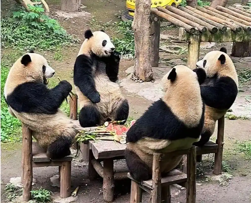 重庆动物园,四只大熊猫端坐桌子四方,它们吃着,喝着,说着,笑着.