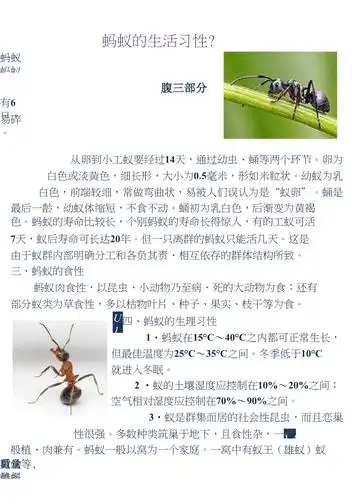 蚂蚁的生活习性