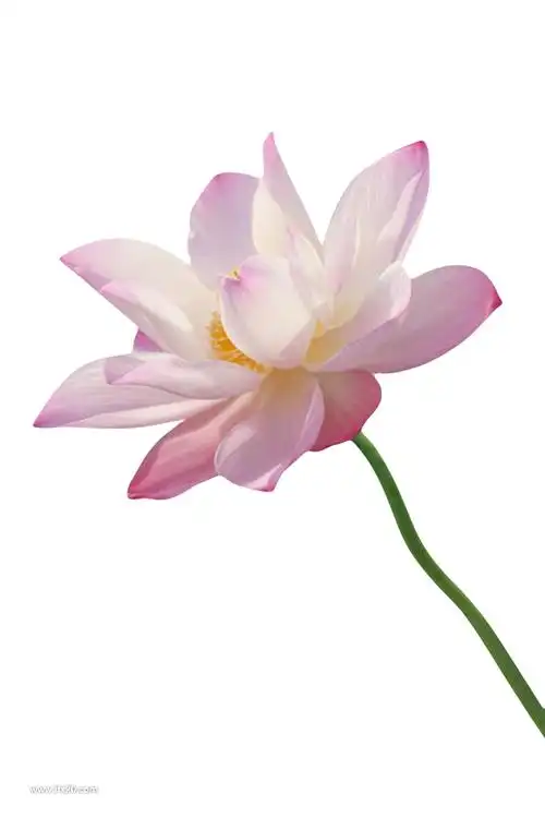 中国风清新手绘水墨荷花莲花花朵png免抠图片_png素材_乐分享素材网