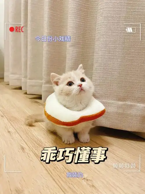 乖巧懂事06我装的03