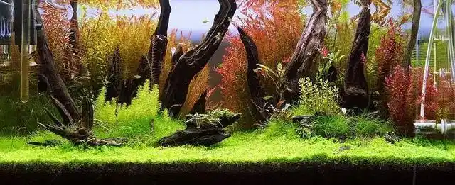 水草缸造景