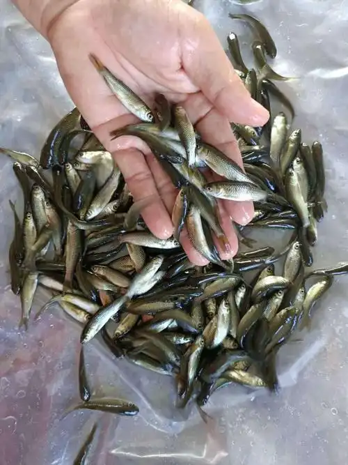 广东草鱼苗 淡水草鱼苗 长江草鱼苗 鲩鱼苗 批发