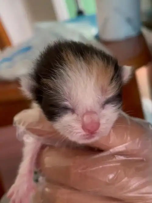 橘猫爸蓝猫妈的宝宝