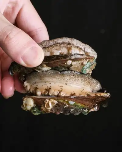 黑色背景下新鲜鲍鱼.活的鲍鱼.