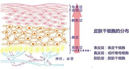 细胞生长因子与皮肤干细胞